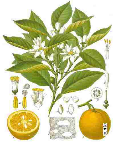 Citrus aurantium ssp aurantium feuille