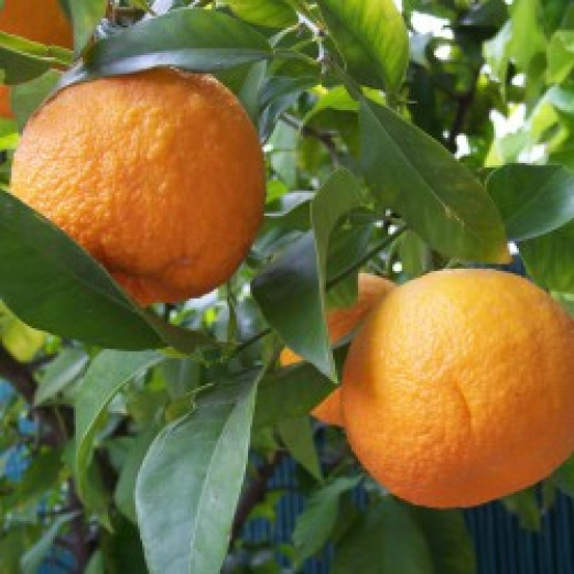 Citrus aurantium ssp aurantium feuille