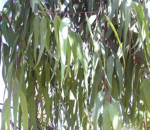 Corymbia citriodora