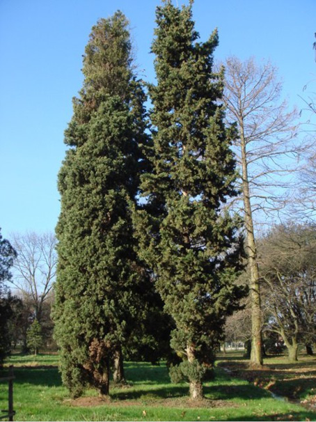 Cupressus sempervirens