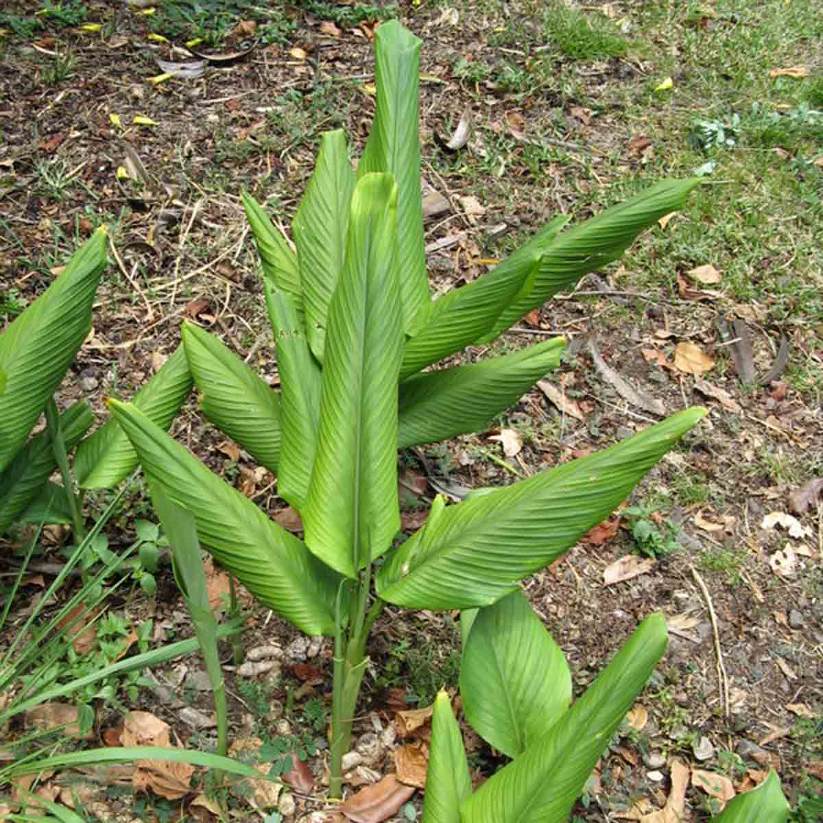 Curcuma longua