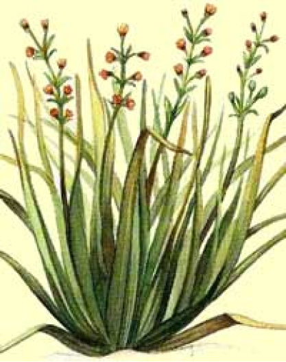 Cymbopogon flexuosus
