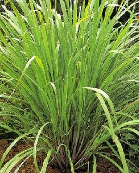Cymbopogon flexuosus