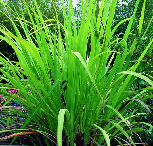 Cymbopogon martinii var motia