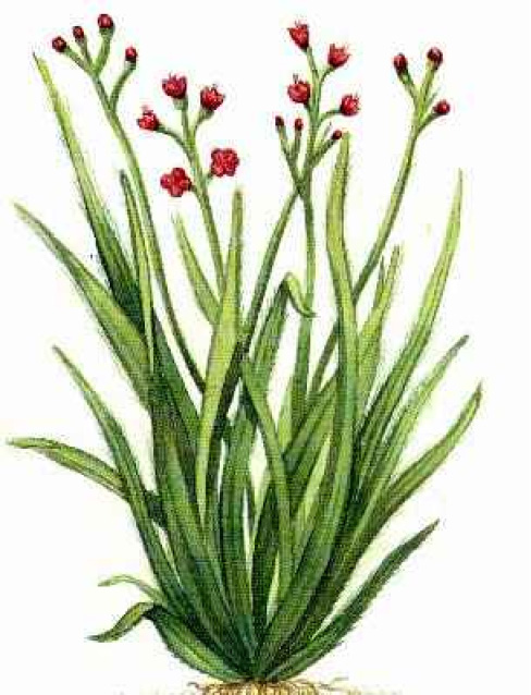 Cymbopogon martinii var motia