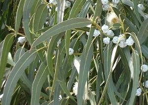 Eucalyptus globulus