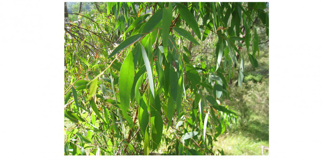 Eucalyptus radiata