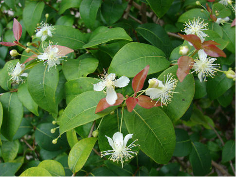 Eugenia caryophyllus