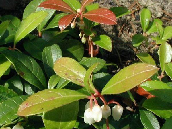 Gaultheria fragrantissima