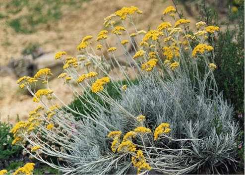 Helichrysum italicum