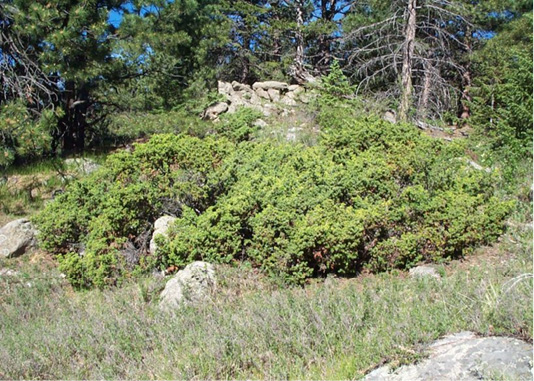 Juniperus communis montana