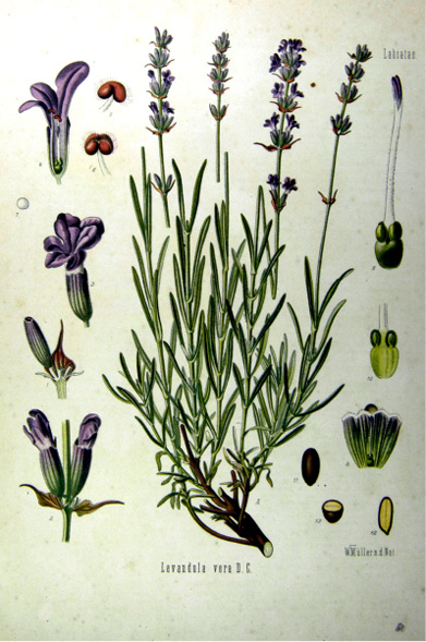 Lavandula angustifolia