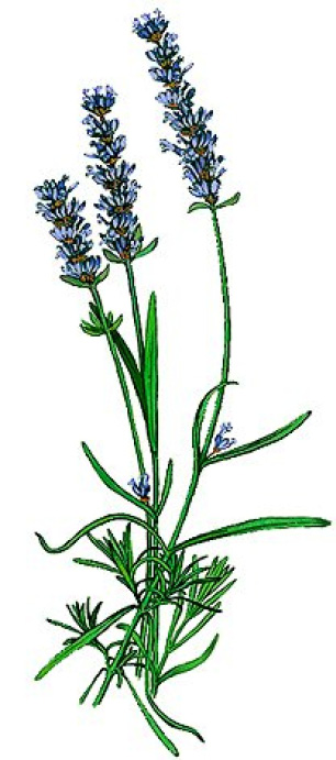 Lavandula x burnatii super