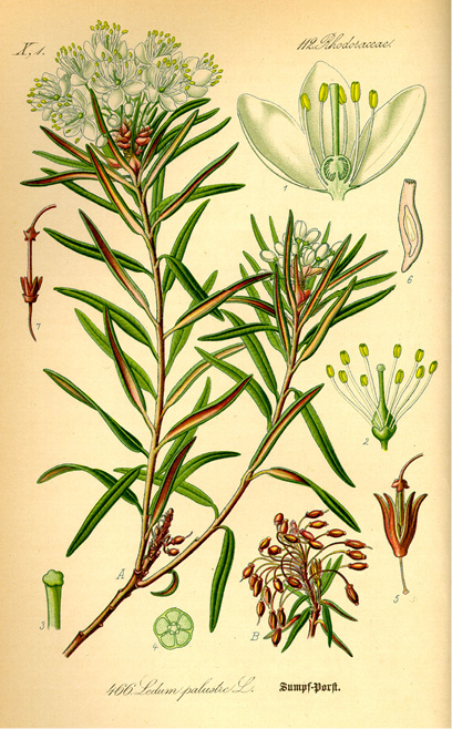 Ledum groenlandicum