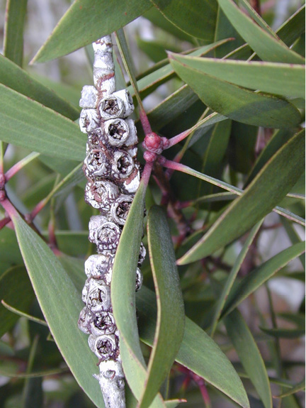 Melaleuca quinquenervia