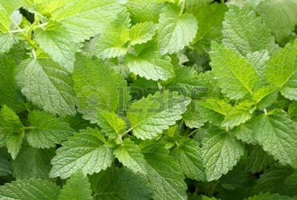Melissa officinalis