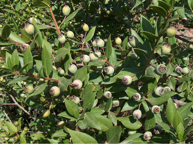 Myrtus communis CT cineole