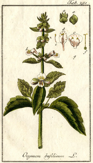 Ocimum basilicum var. basilicum