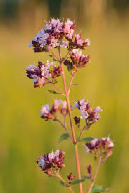 Origanum compactum