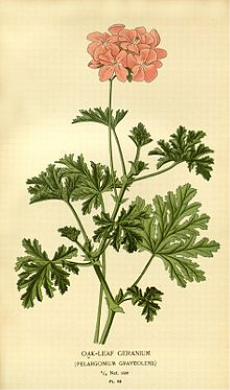 Pelargonium roseum