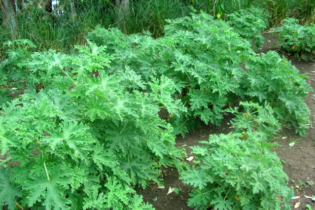 Pelargonium roseum