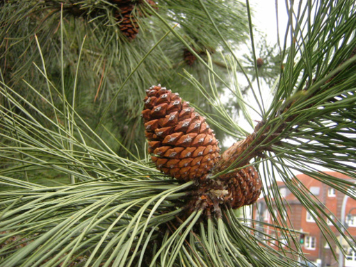 Pinus ponderosa