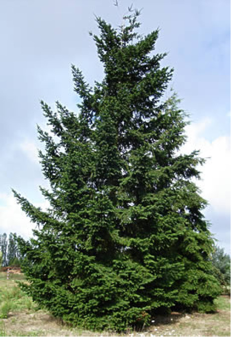 Pseudotsuga douglasii