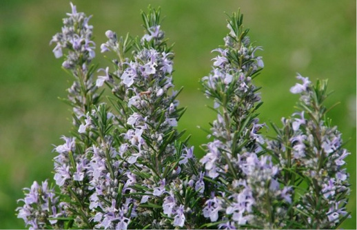 Rosmarinus officinalis