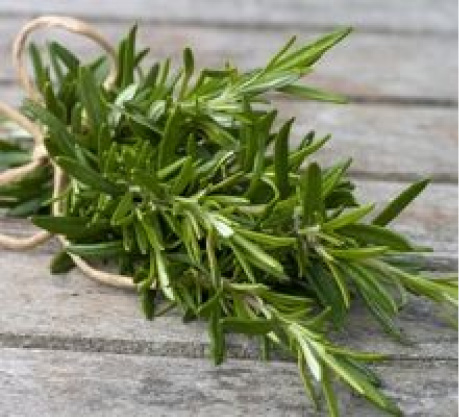 Rosmarinus officinalis