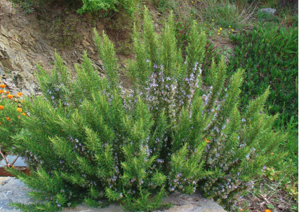 Rosmarinus officinalis verbenone