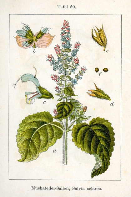 Salvia sclarea