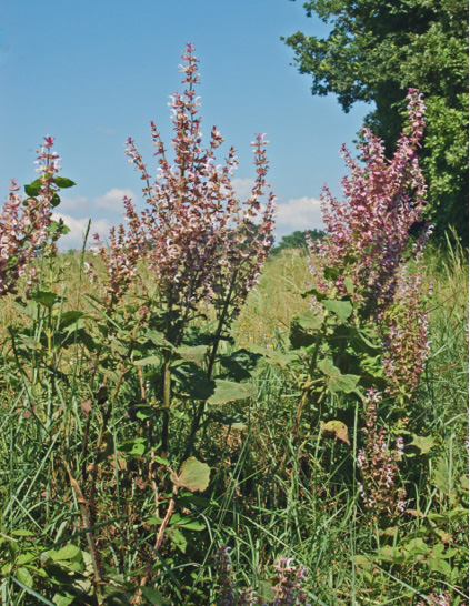 Salvia sclarea
