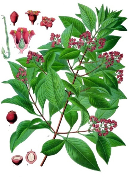 Santalum album