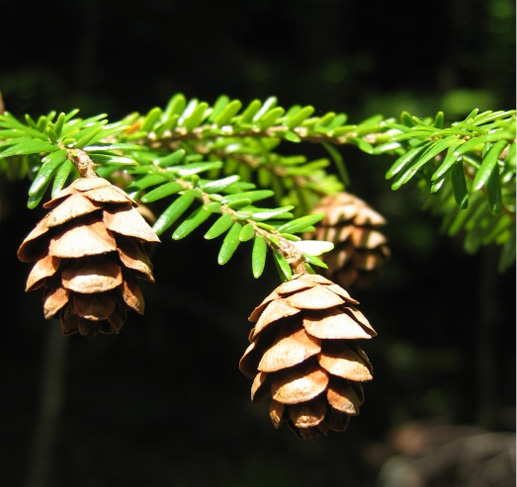 Tsuga canadensis