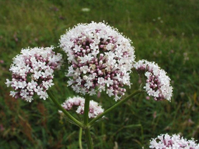 Valeriana officinalis