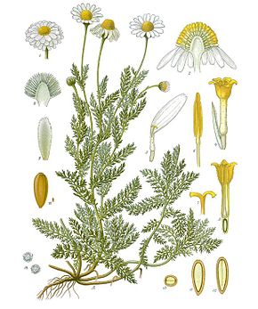Anthemis nobilis