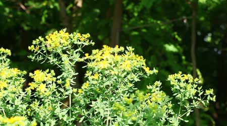 Hypericum perforatum